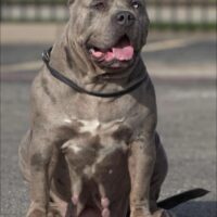 VICTORYBULLZ PRETTY BEAR OF MOBBK