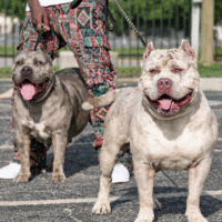 MOBBKENNEL’S KOTTON