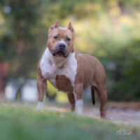 Bully Pride Productions Serinity