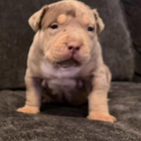 NFK Caribbean Flower 💐