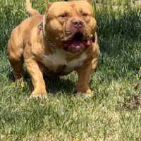 Gargoyle pits bam bam