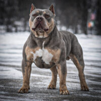 Bullie Brothers Bane