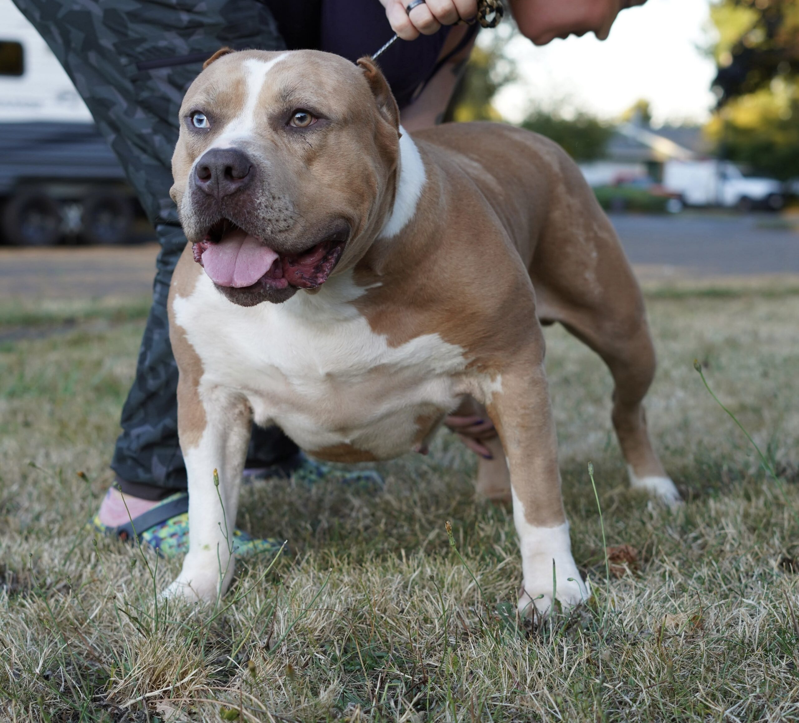 Dog Featured Image