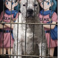 Bulma la Mala