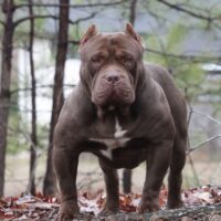 TOPSOUFDAWGZ SOSA The Bull