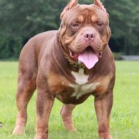 BAB Checkmate/Paintjob of Topsoufdawgz