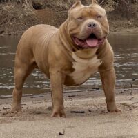 Nawfside Ch. Tank of Topsoufdawgz