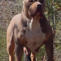 Topsoufdawgz Kefla The 1