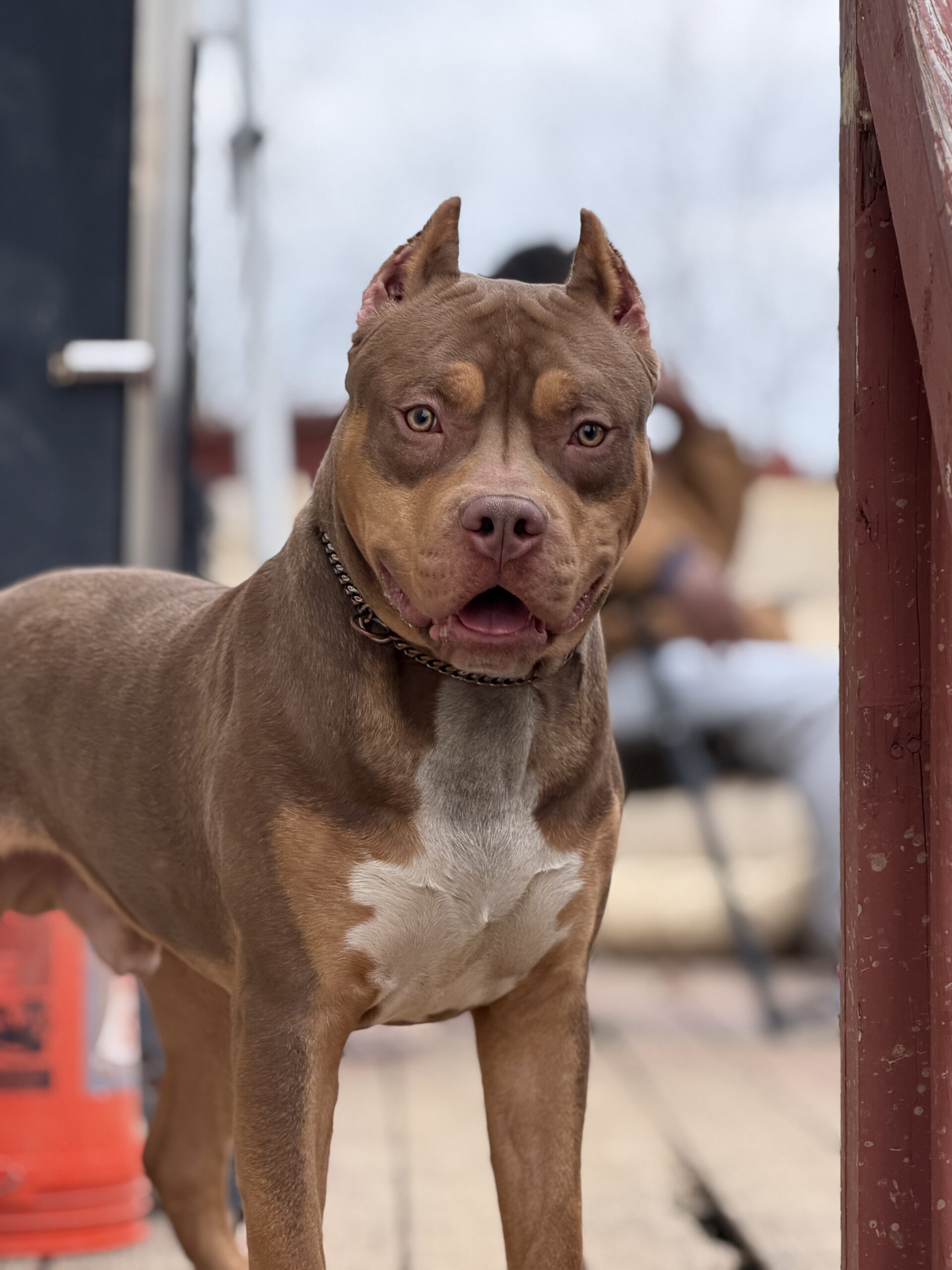 Dog Featured Image