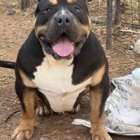 Ultimate bullies BEAST FROM THE MIDDLE EAST