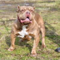 Ultimate bullies True Religion