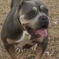 Ultimate bullies blueberry