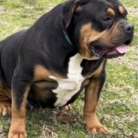 Ultimate bullies precious