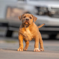 BPP Serenity ❌ GrCh Apollo