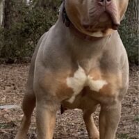 Topsoufdawgz Tina Turner