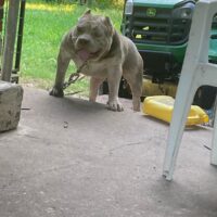 Abnormal’s FroZone