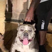 1K Kennel Smokey