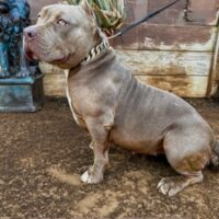 ROYALBLOODLINE HOT SUMMER