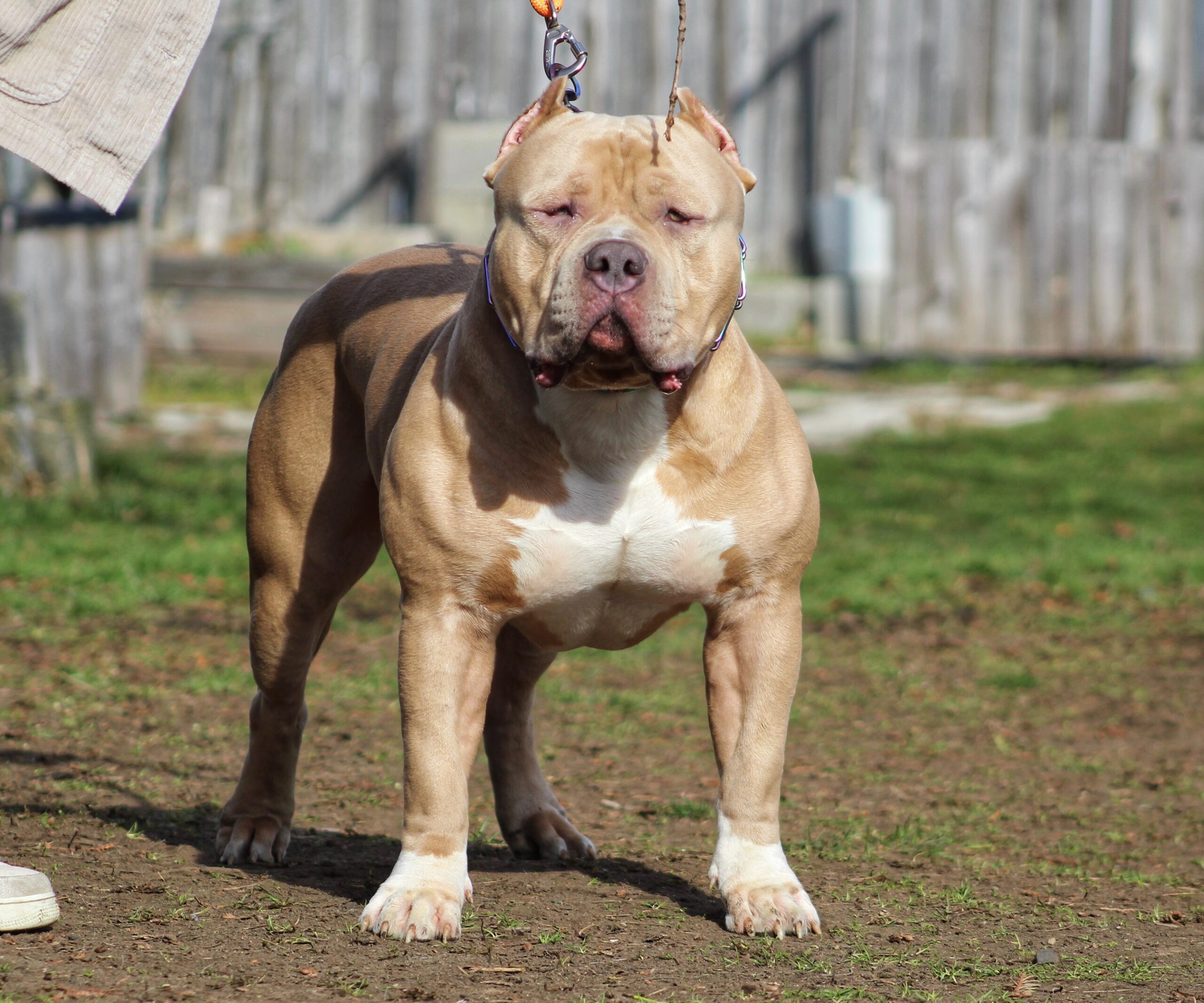 Dog Featured Image