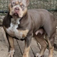 Cerberus’ Aurora – Keeper of Stars