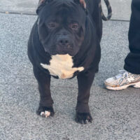 Dog Featured Image
