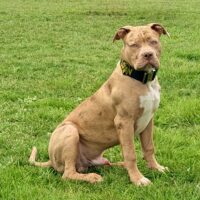 XXL LUXOR BULLYS WOLVERINE