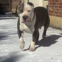 Dog Featured Image