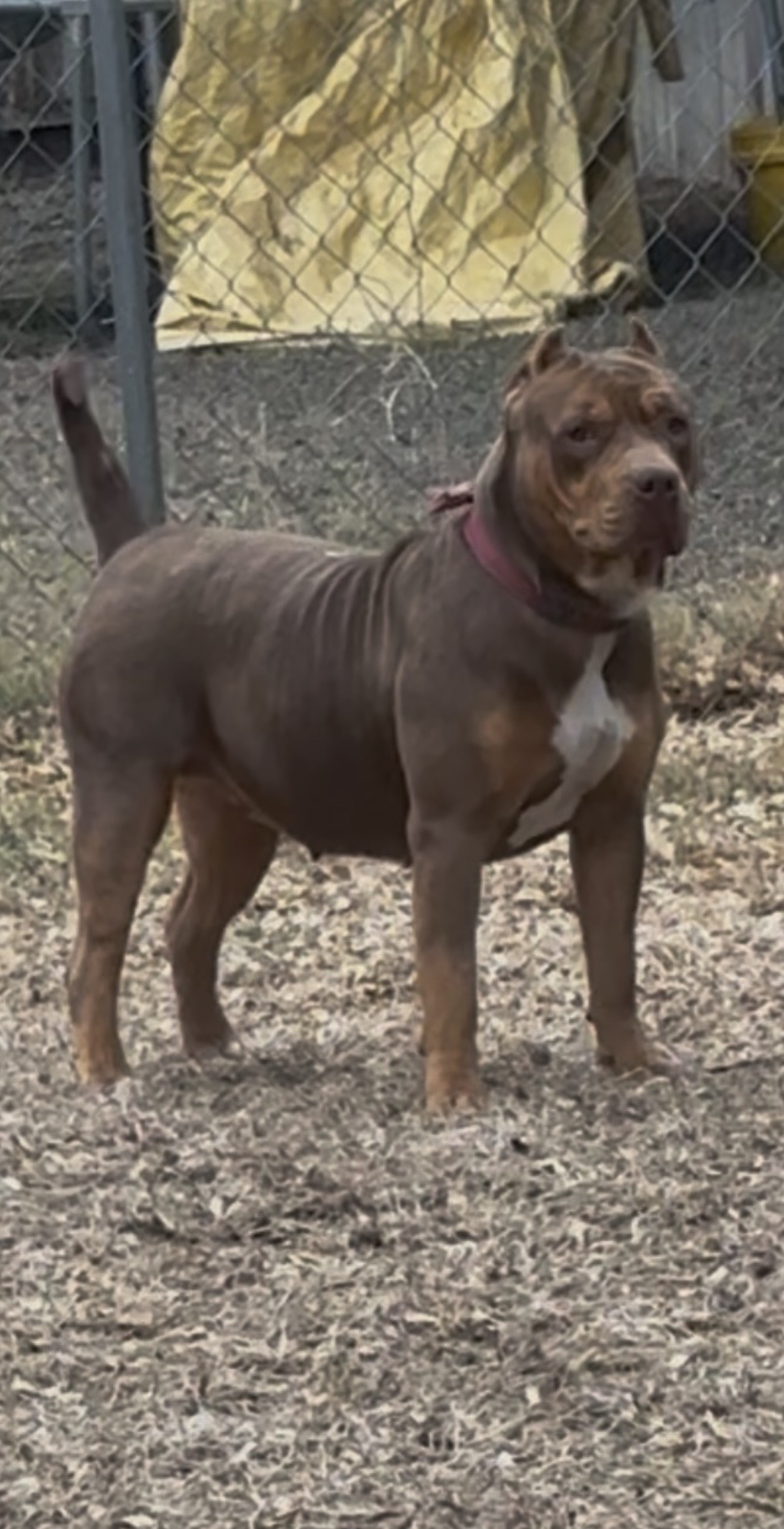 Dog Featured Image