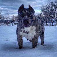 XXL Luxor Bullys Calypso