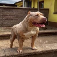 Best Bully Queen Latifah