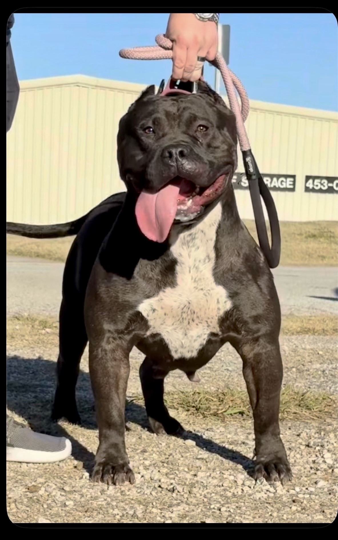 Dog Featured Image