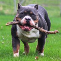 BuiltBiggerBullies Amara