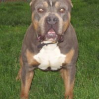 Balistic’s Clase Rocky