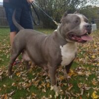 Clasepitbull’s Summer