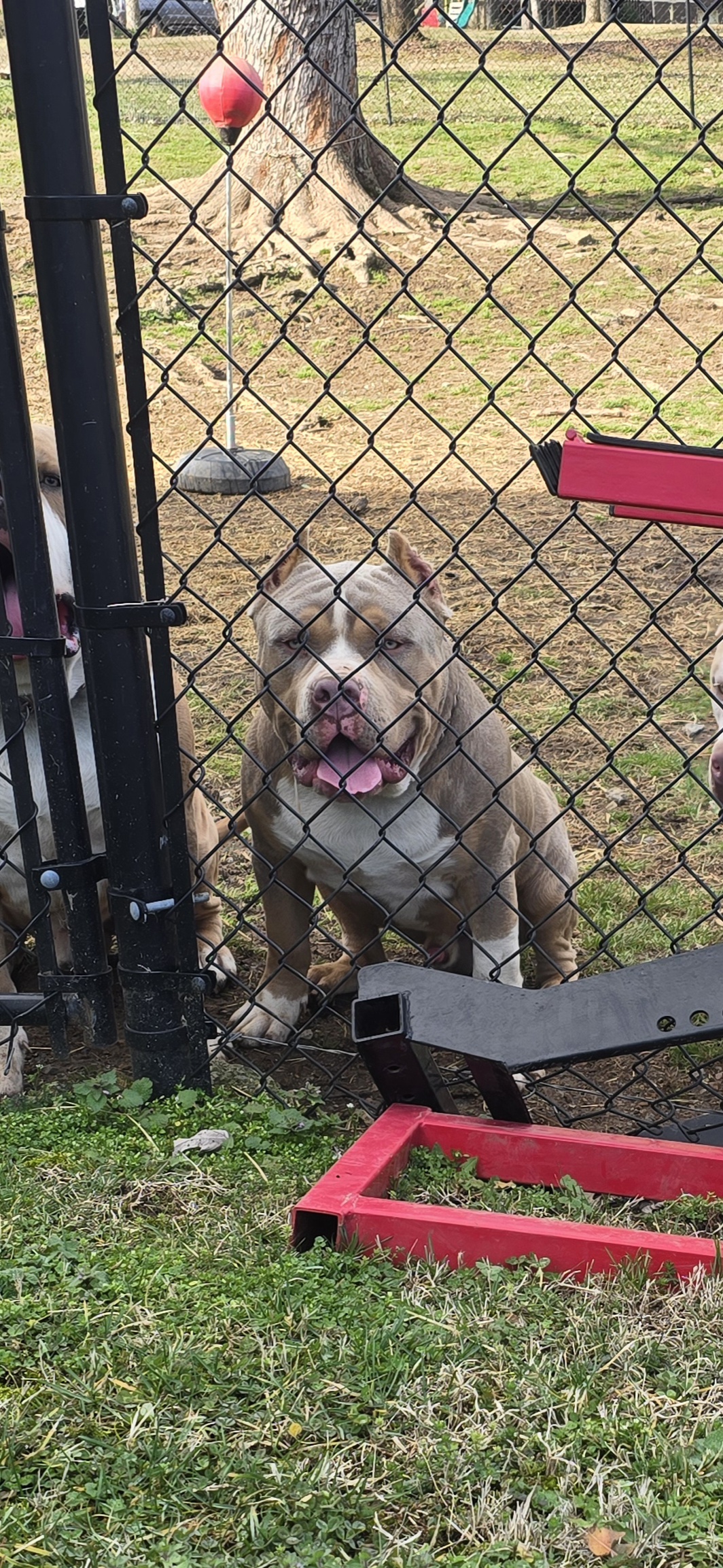 Dog Featured Image