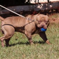 WOODS BULL KENNEL HORSE KFMB