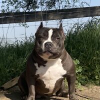 Dog Featured Image