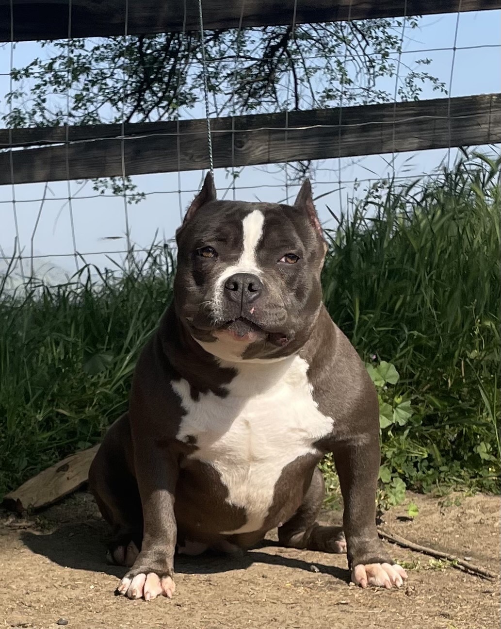 Dog Featured Image