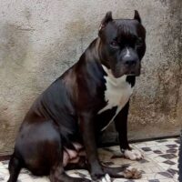 ZAIRA MARCIO BULLS KENNEL