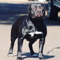 ZULLY MARCIO BULLS KENNEL