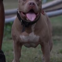 GREYLINE’S KHAKI-MOE BLUEGOOD