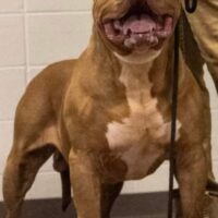 Giant Factory Dread Doctor