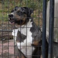 RUBK’S ELLE DRIVER