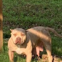 Giant Factory Lollipop