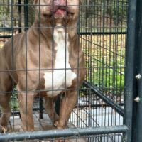 Giant Factory Punky Brewster