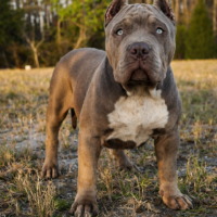 MHXB Ōbliviōn of Remorgz Bullies