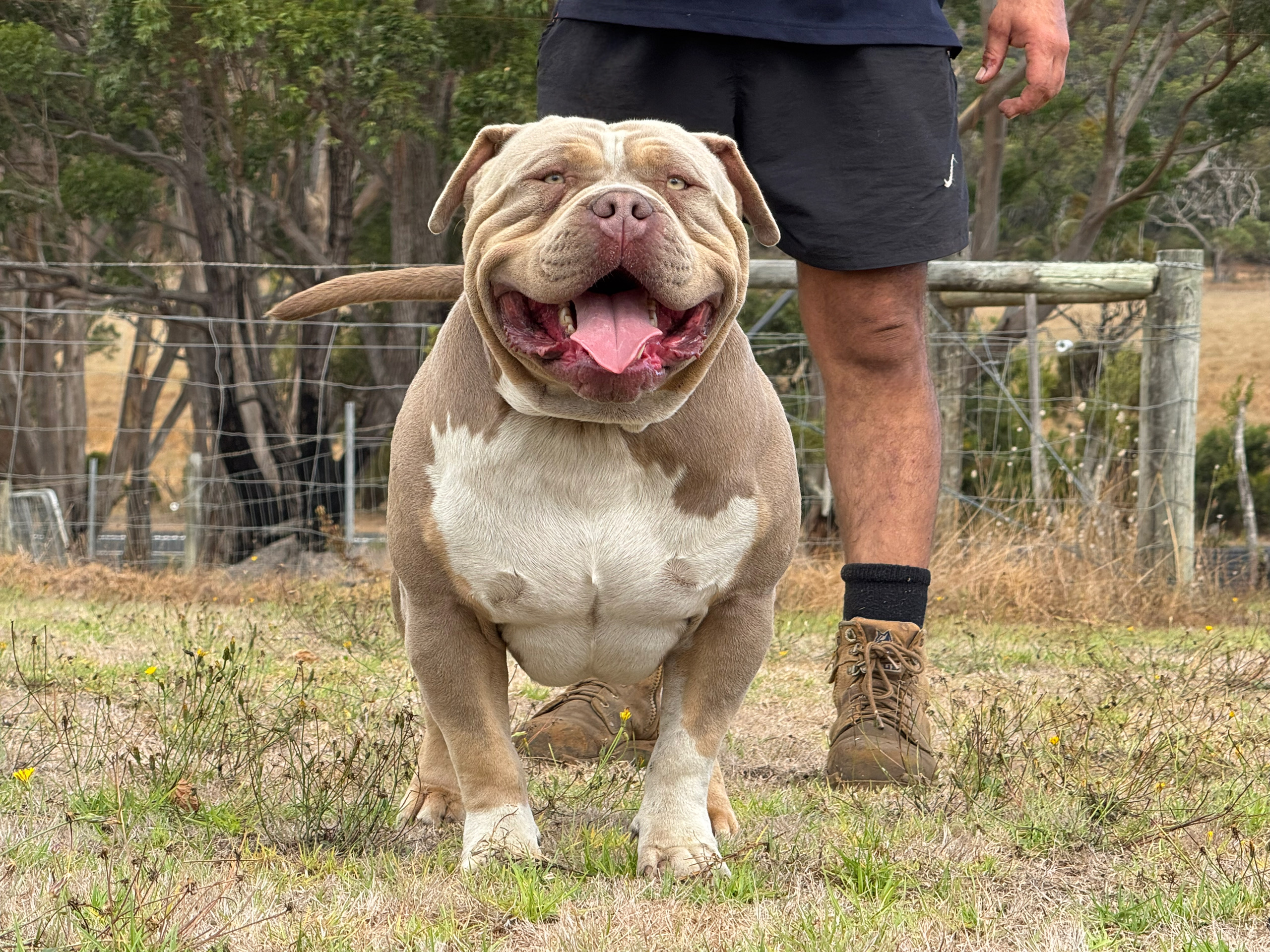 Dog Featured Image