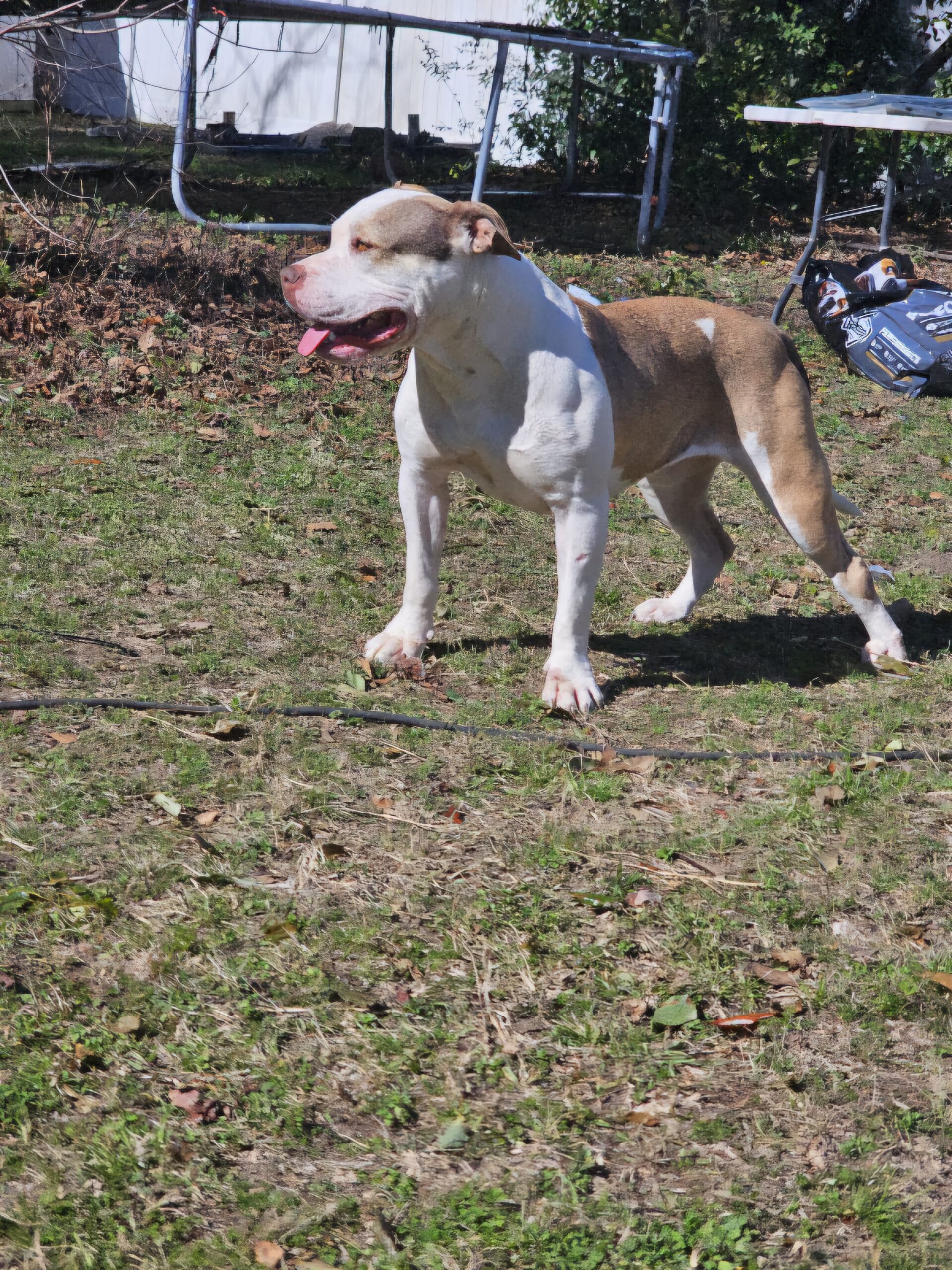Dog Featured Image