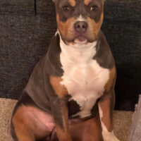 Staytruebullycamp Nova