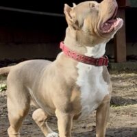 TopShelf’s King Supreme